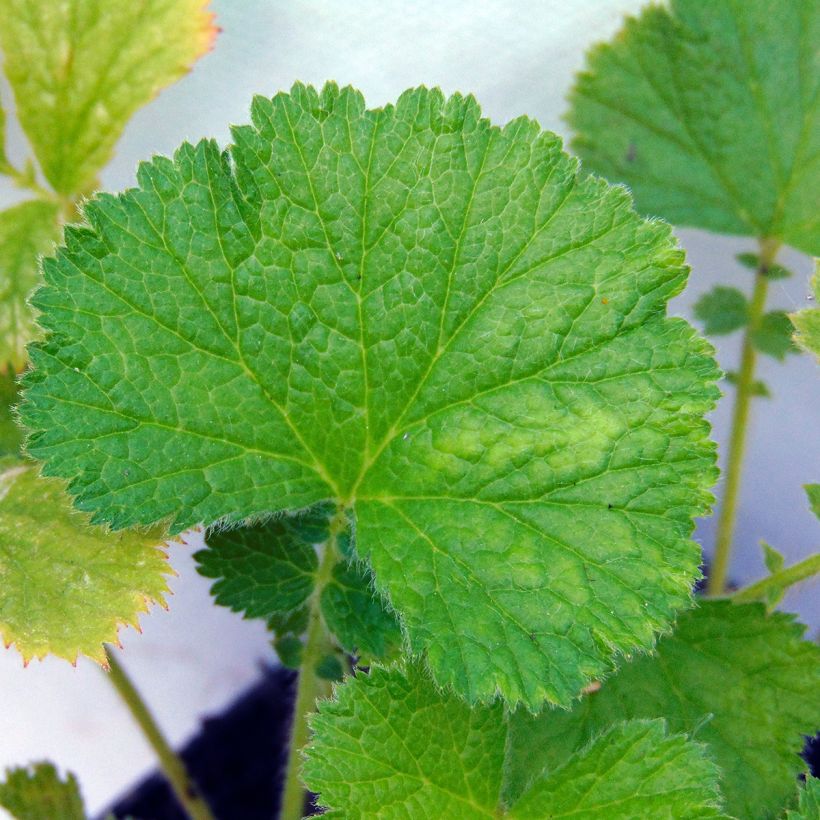 Geum Bell Bank - Nelkenwurz (Foliage)