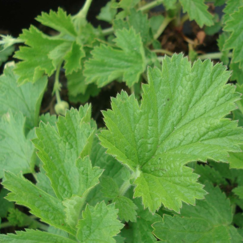 Geum Censation Lipstick - Nelkenwurz (Foliage)