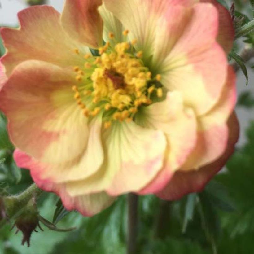 Geum Censation Lipstick - Nelkenwurz (Flowering)
