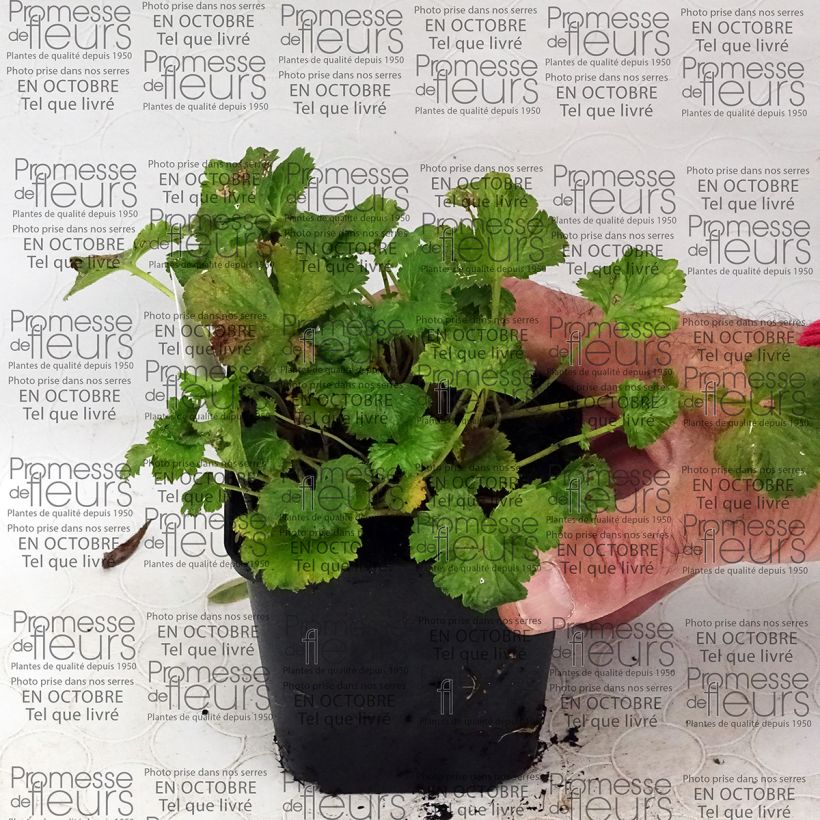 Example of Geum Censation Lipstick - Nelkenwurz Kleine Töpfe von 8/9 cm as you get