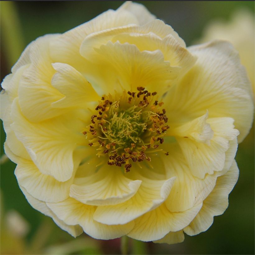 Geum coccineum Cocktail Gimlet - Scharlachrote Nelkenwurz (Flowering)