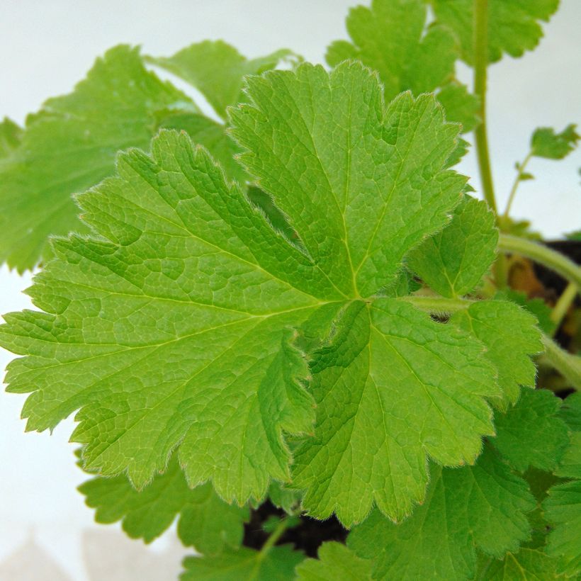 Geum coccineum Cocktail Gimlet - Scharlachrote Nelkenwurz (Foliage)