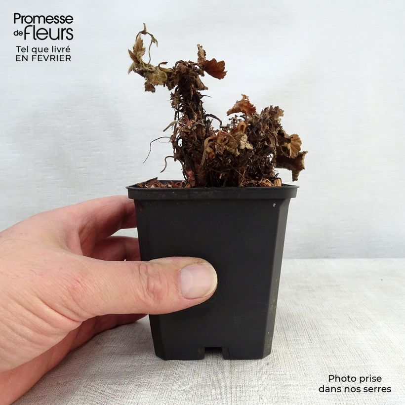 Exemplar von Geum coccineum Cocktail Sea Breeze - Scharlachrote Nelkenwurz Kleine Töpfe von 8/9 cm wie im Winter geliefert