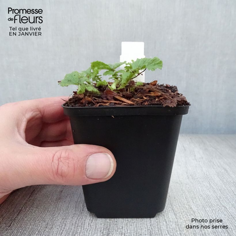 Exemplar von Geum coccineum Cocktail Wet Kiss - Scharlachrote Nelkenwurz Kleine Töpfe von 8/9 cm wie im Winter geliefert