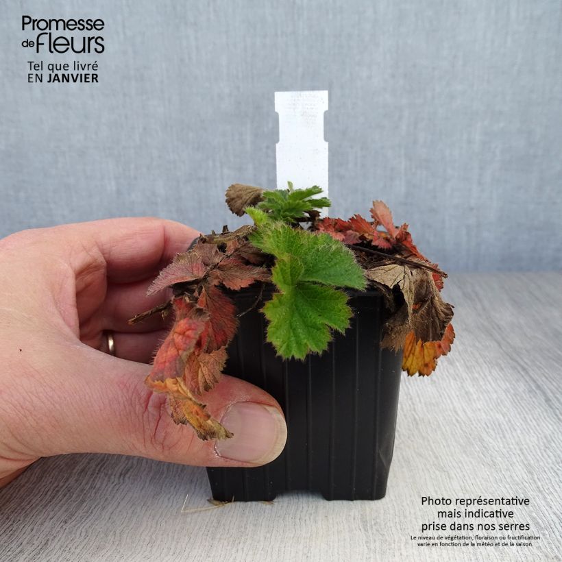 Exemplar von Geum Coral Tempest - Nelkenwurz Kleine Töpfe von 8/9 cm wie im Winter geliefert