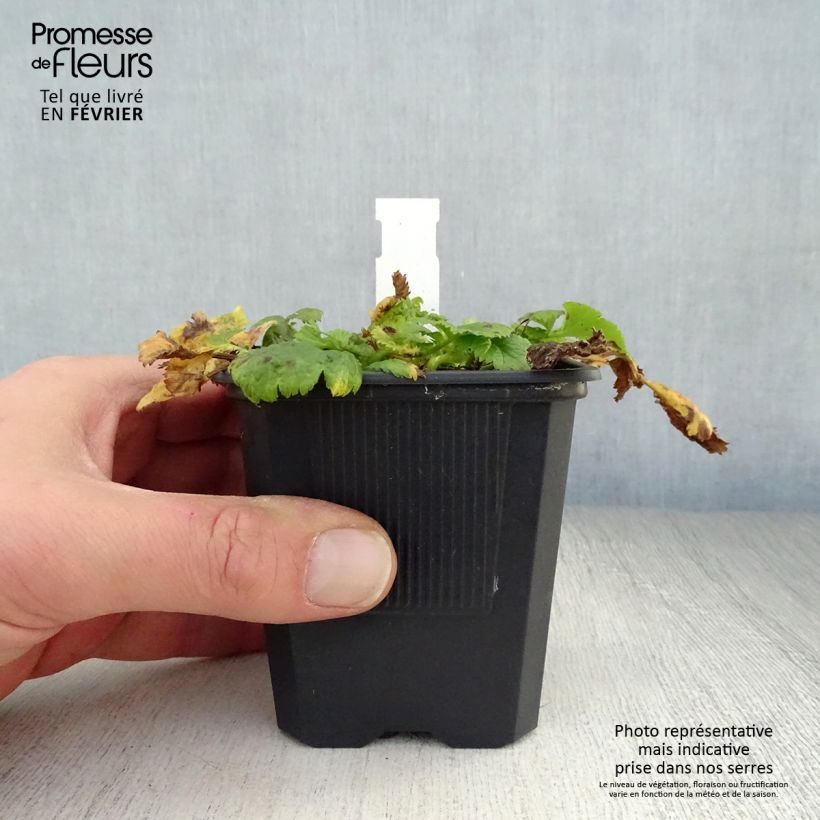 Exemplar von Geum Cosmopolitan - Nelkenwurz Kleine Töpfe von 8/9 cm wie im Winter geliefert