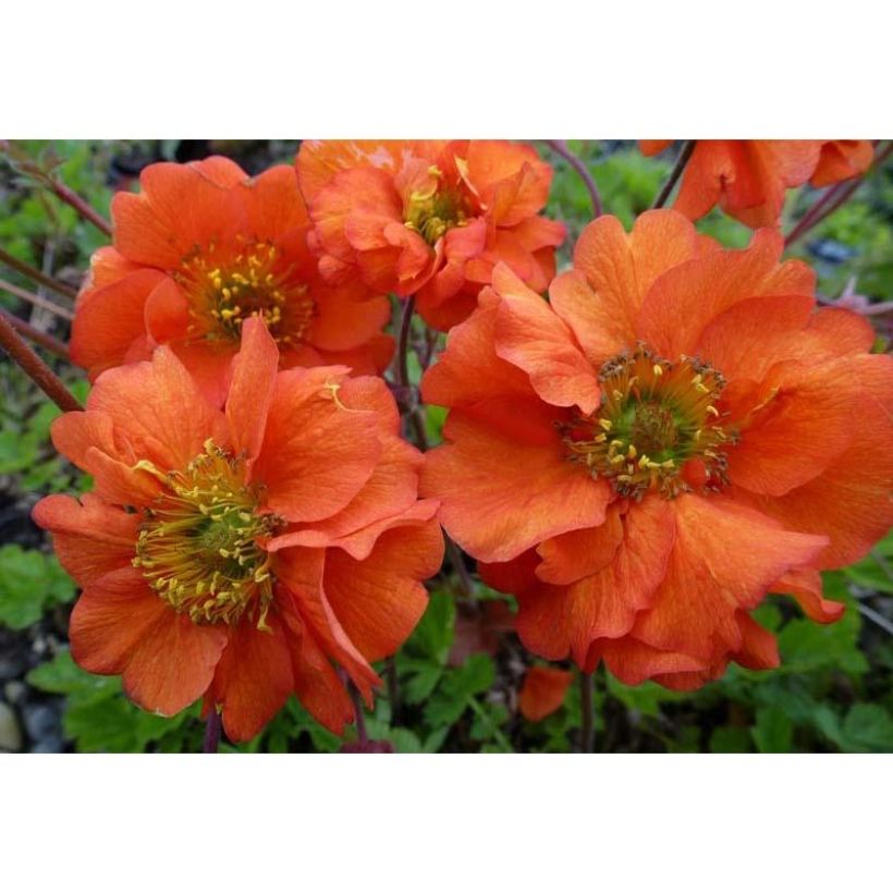 Geum chiloense Dolly North - Chilenische Nelkenwurz (Flowering)