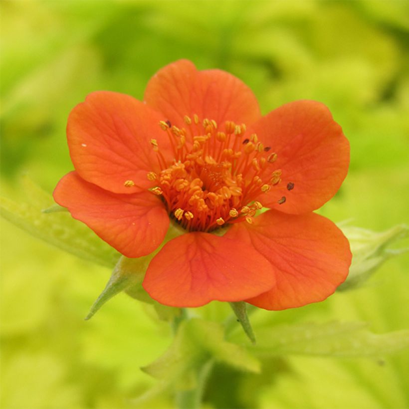 Geum Eos - Nelkenwurz (Flowering)