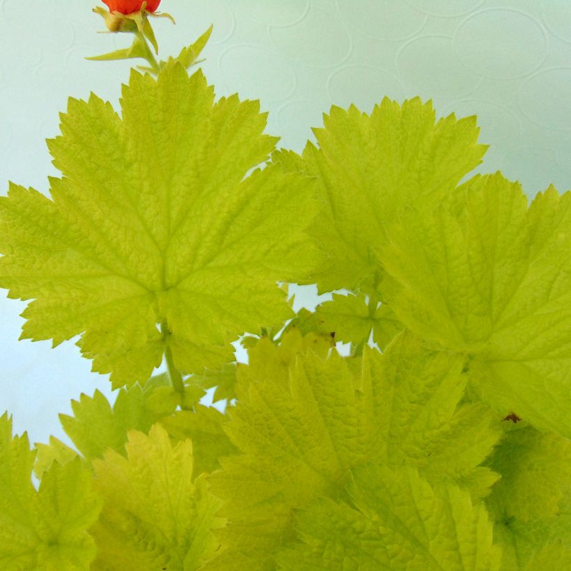 Geum Eos - Nelkenwurz (Foliage)
