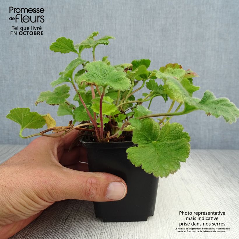 Example of Geum Eos - Nelkenwurz Kleine Töpfe von 8/9 cm as you get in automne