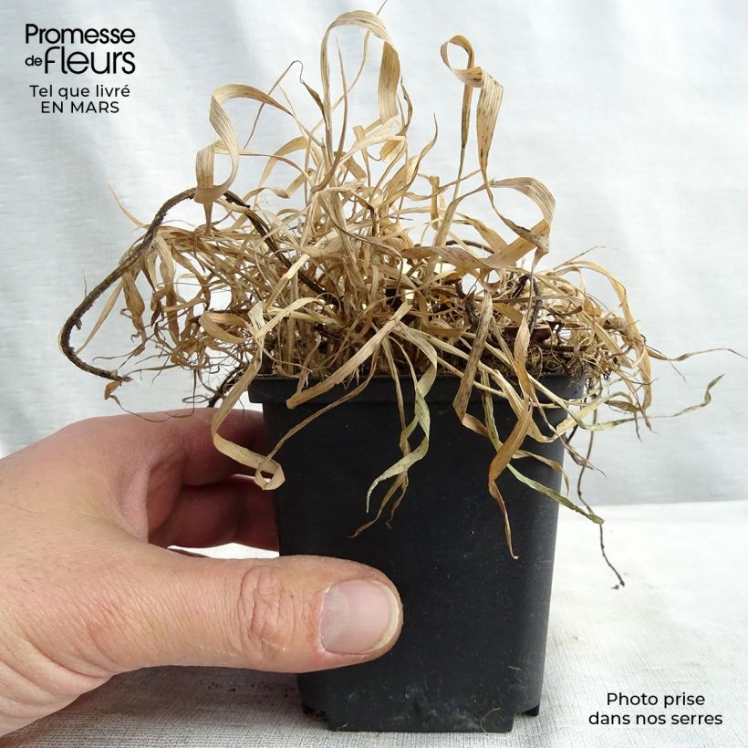 Exemplar von Geum chiloense Feuerball - Chilenische Nelkenwurz Kleine Töpfe von 8/9 cm wie im Winter geliefert