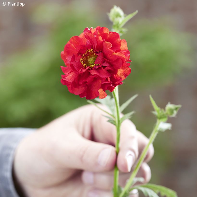 Geum Firestarter - Nelkenwurz (Flowering)