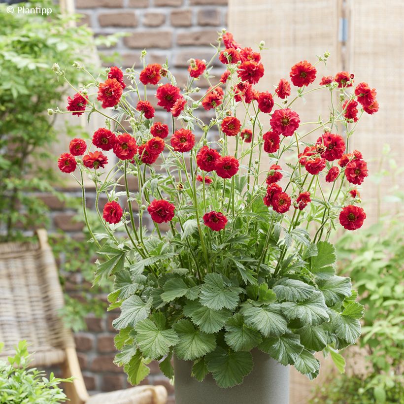 Geum Firestarter - Nelkenwurz (Plant habit)