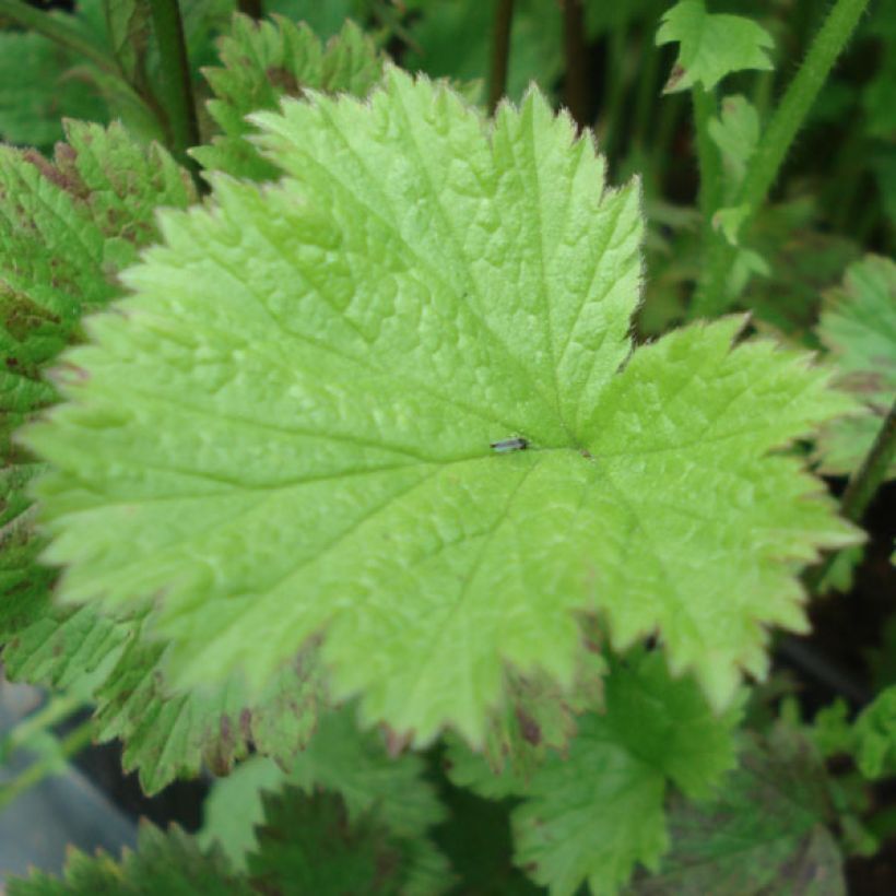 Geum Flames of Passion - Nelkenwurz (Foliage)