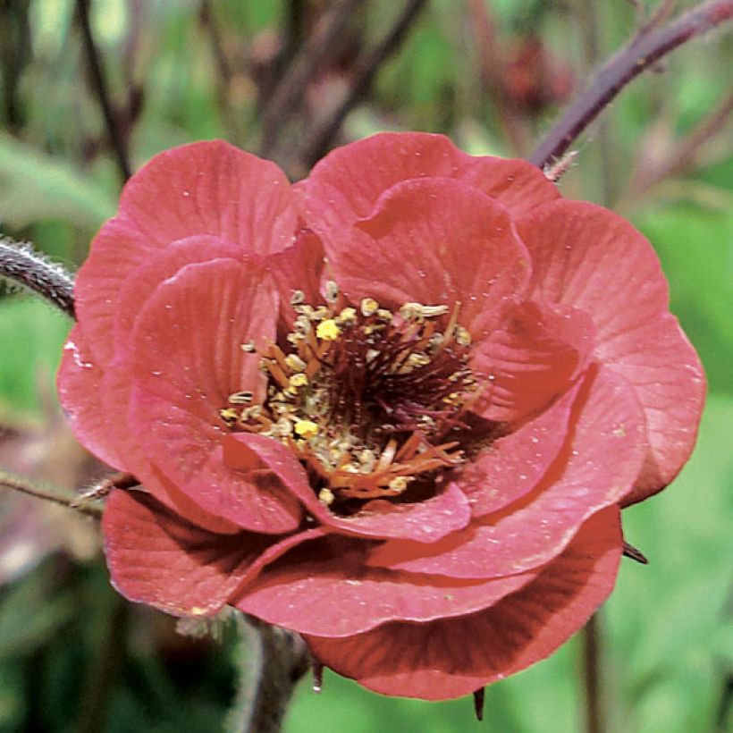Geum Flames of Passion - Nelkenwurz (Flowering)