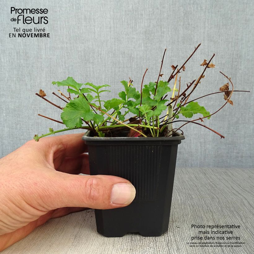 Example of Geum Flames of Passion - Nelkenwurz Kleine Töpfe von 8/9 cm as you get in automne