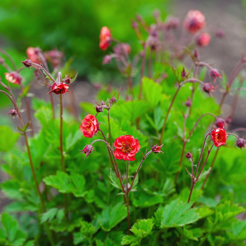 Geum Flames of Passion - Nelkenwurz (Plant habit)