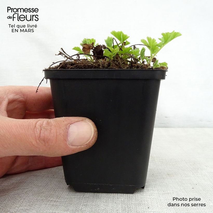 Exemplar von Geum rivale Lemon Drops - Bach-Nelkenwurz Kleine Töpfe von 8/9 cm wie im Frühjahr geliefert