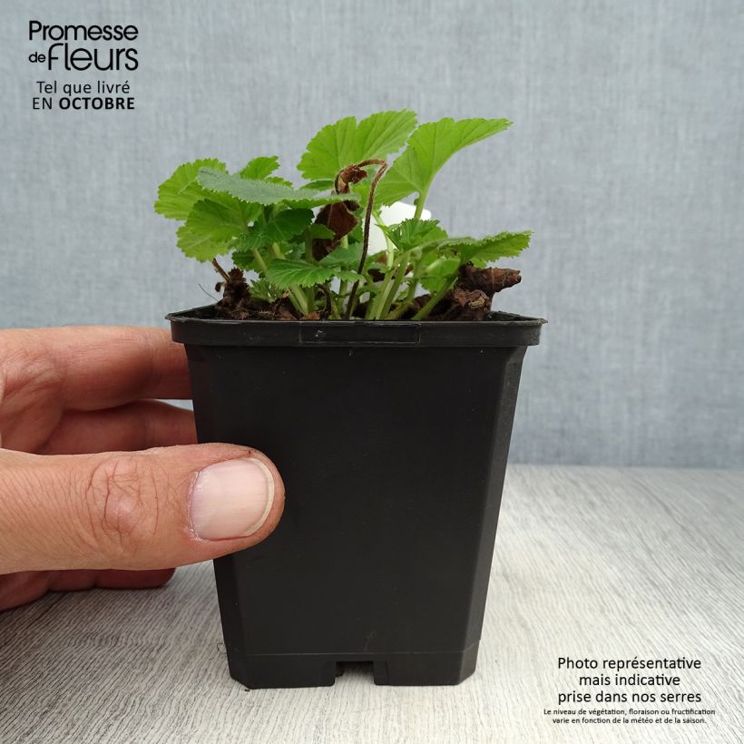 Example of Geum rivale Lemon Drops - Bach-Nelkenwurz Kleine Töpfe von 8/9 cm as you get in automne