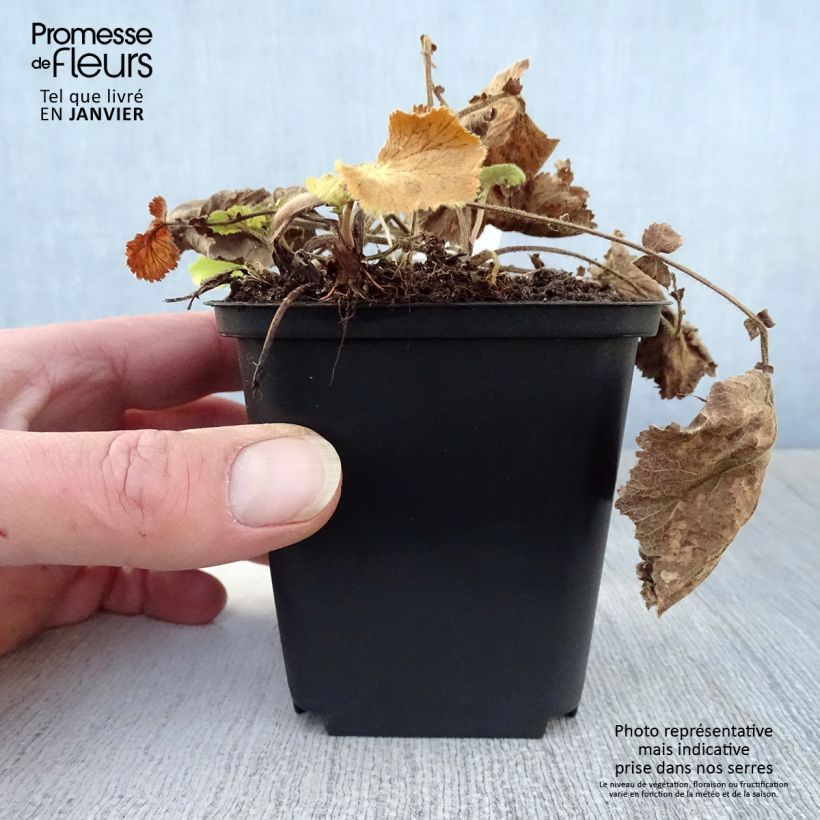 Exemplar von Geum rivale Lemon Drops - Bach-Nelkenwurz Kleine Töpfe von 8/9 cm wie im Winter geliefert