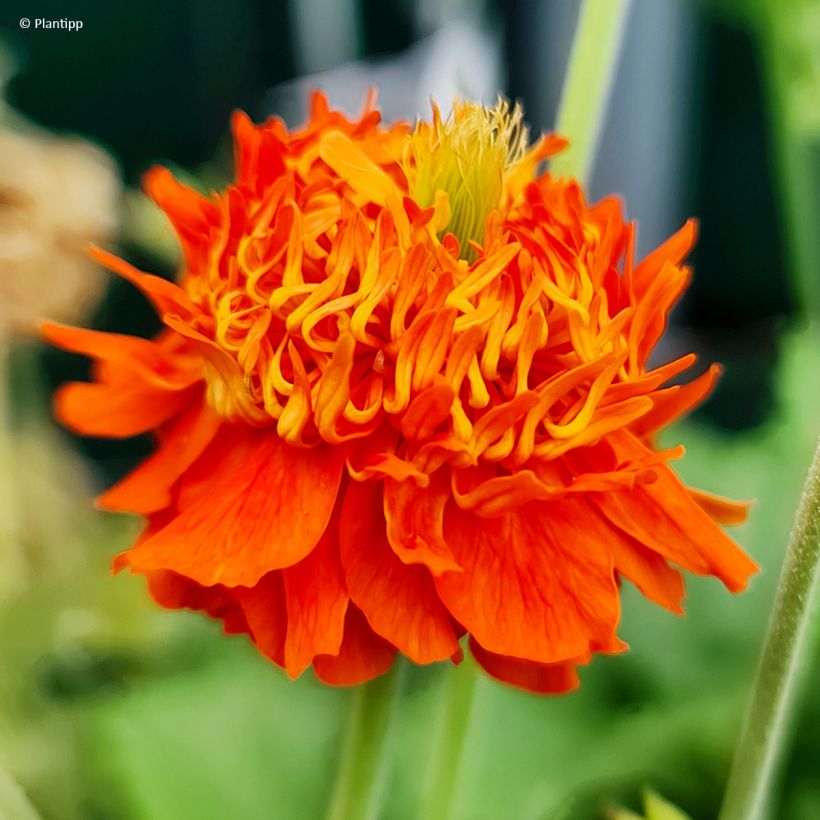Geum Orange Pumpkin - Nelkenwurz (Flowering)