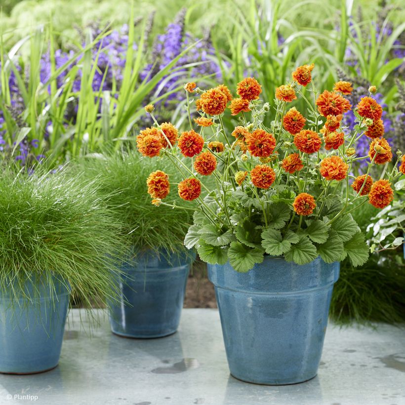 Geum Orange Pumpkin - Nelkenwurz (Plant habit)