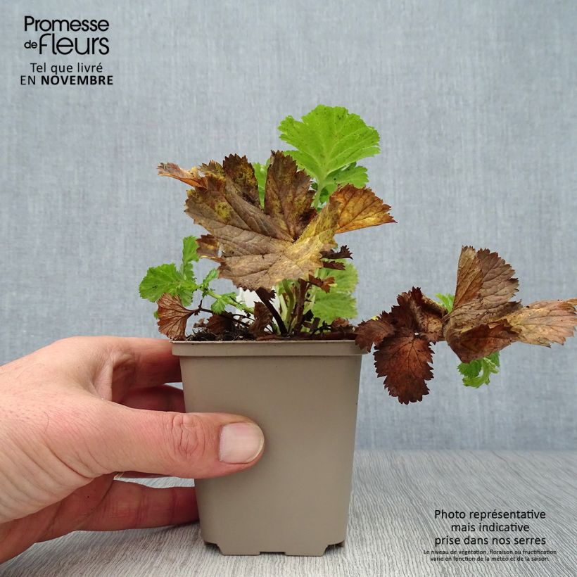 Example of Geum Pretticoats Peach - Nelkenwurz Kleine Töpfe von 8/9 cm as you get in automne
