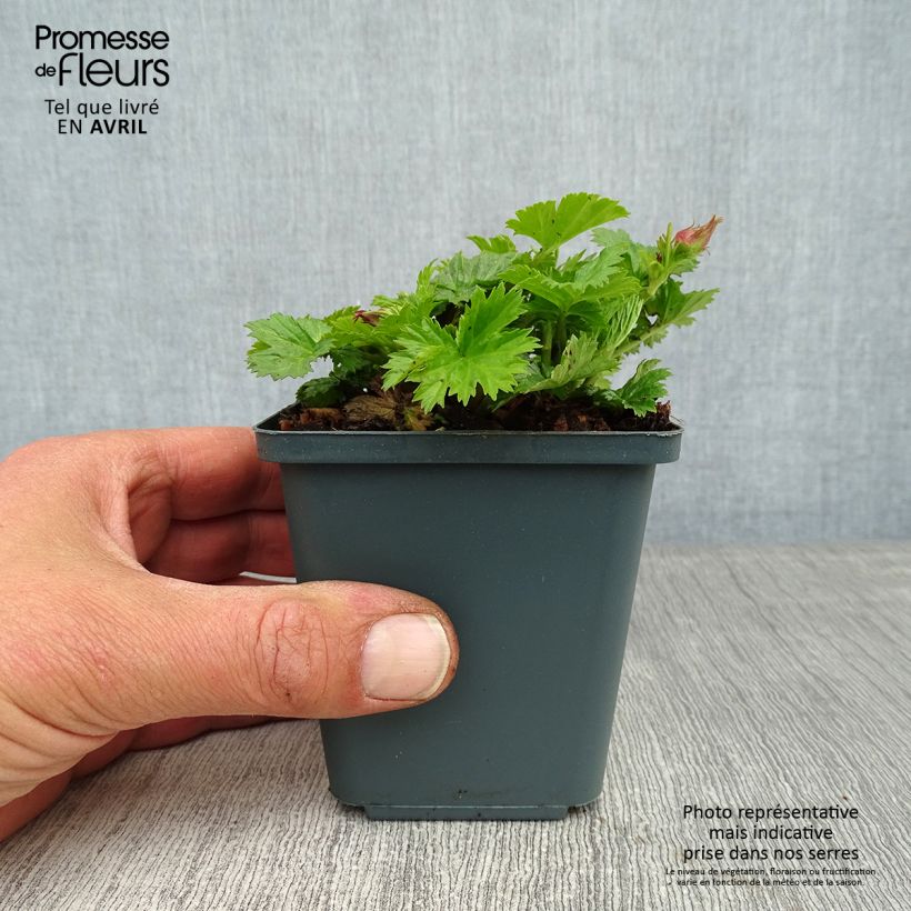 Exemplar von Geum Pretticoats Peach - Nelkenwurz Kleine Töpfe von 8/9 cm wie im Frühjahr geliefert