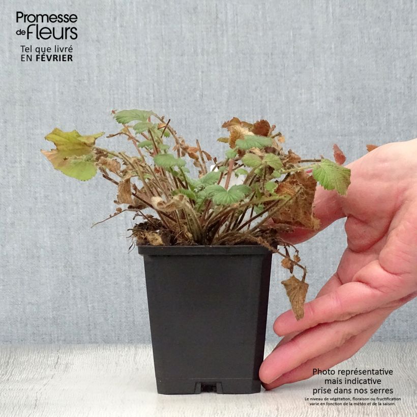 Exemplar von Geum Prinses Juliana - Nelkenwurz Kleine Töpfe von 8/9 cm wie im Winter geliefert