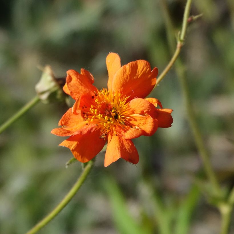Geum Prinses Juliana - Nelkenwurz (Blüte)