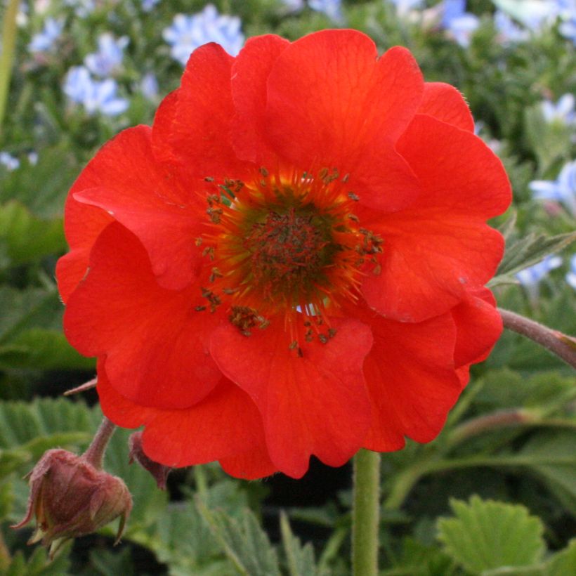 Geum coccineum Red Wings - Scharlachrote Nelkenwurz (Flowering)