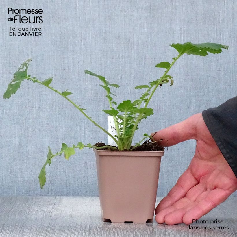 Exemplar von Geum Scarlet Tempest - Nelkenwurz Kleine Töpfe von 8/9 cm wie im Winter geliefert