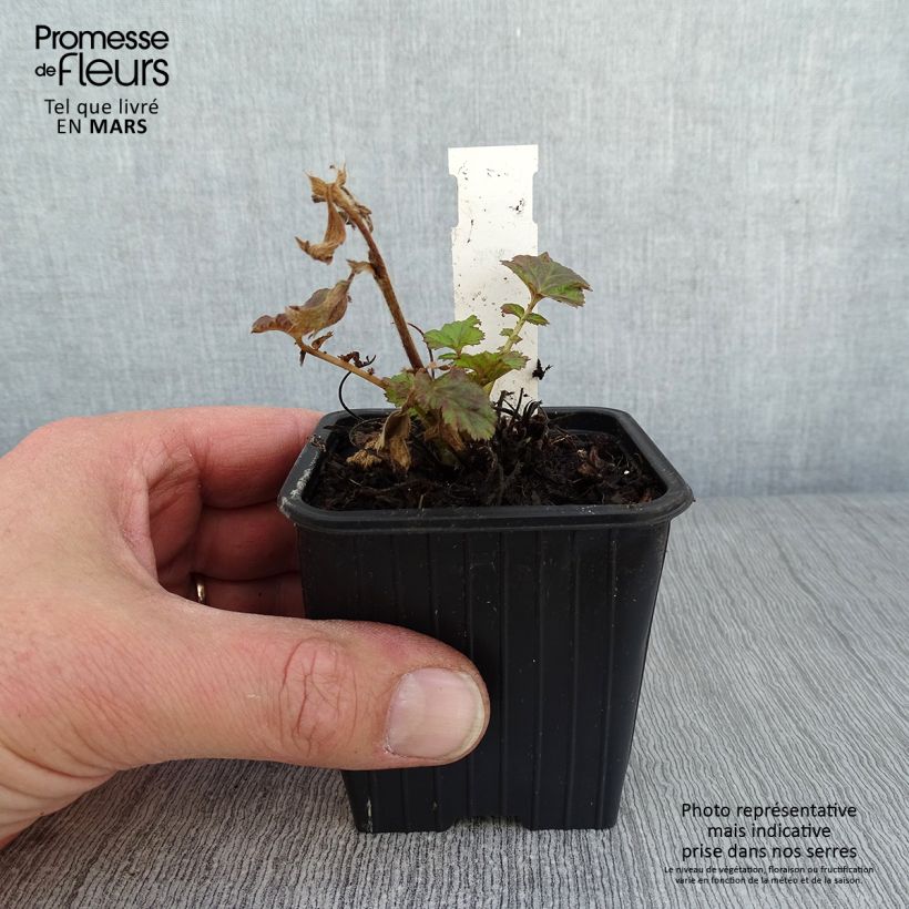 Exemplar von Geum Tempo Rose - Nelkenwurz Kleine Töpfe von 8/9 cm wie im Winter geliefert