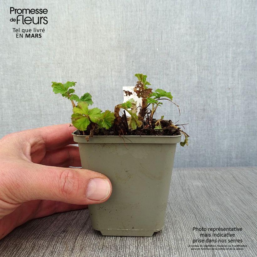 Exemplar von Geum Tempo Yellow - Nelkenwurz Kleine Töpfe von 8/9 cm wie im Winter geliefert