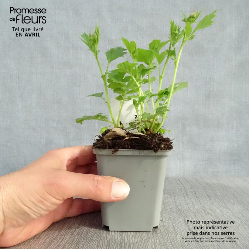 Exemplar von Geum Tempo Yellow - Nelkenwurz Kleine Töpfe von 8/9 cm wie im Frühjahr geliefert