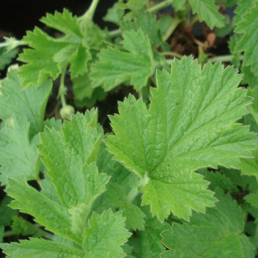 Geum Cocktail Tequila Sunrise - Nelkenwurz (Foliage)
