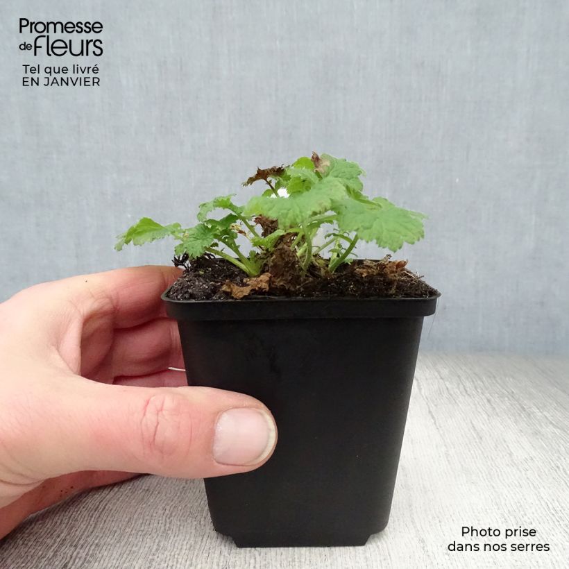 Exemplar von Geum Cocktail Tequila Sunrise - Nelkenwurz Kleine Töpfe von 8/9 cm wie im Winter geliefert