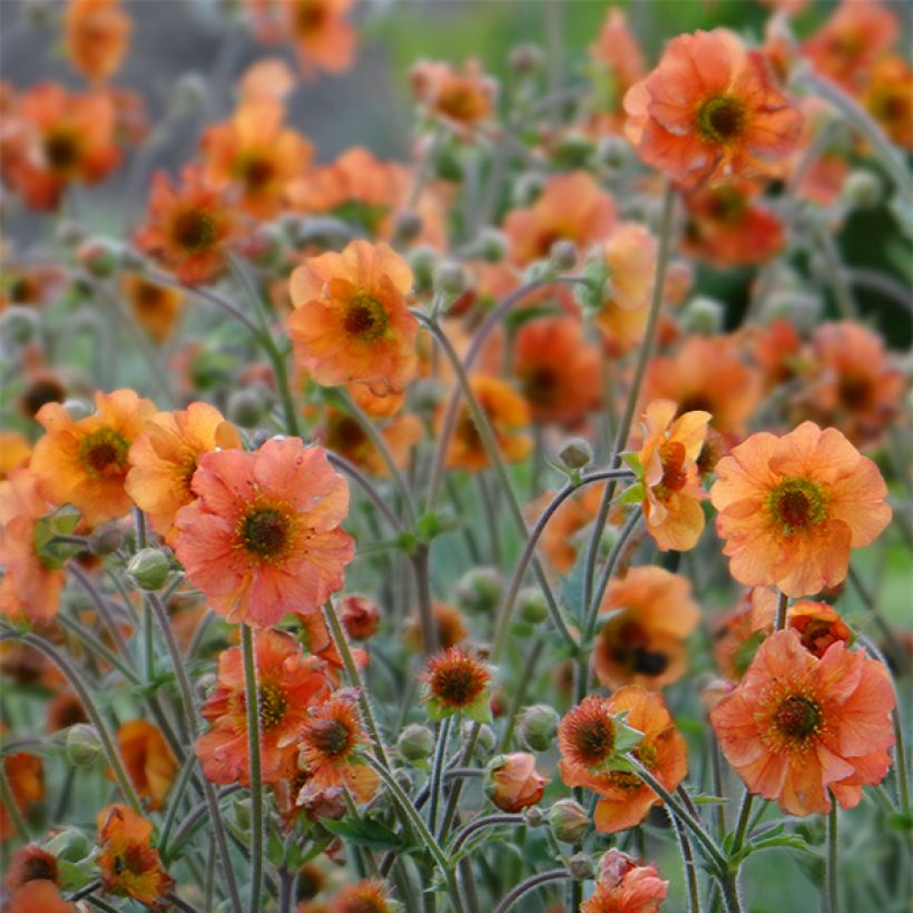 Geum Totally Tangerine - Nelkenwurz (Flowering)