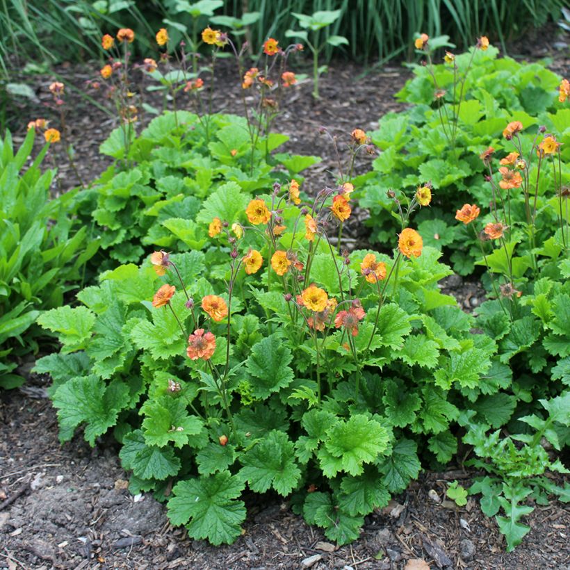 Geum Totally Tangerine - Nelkenwurz (Plant habit)