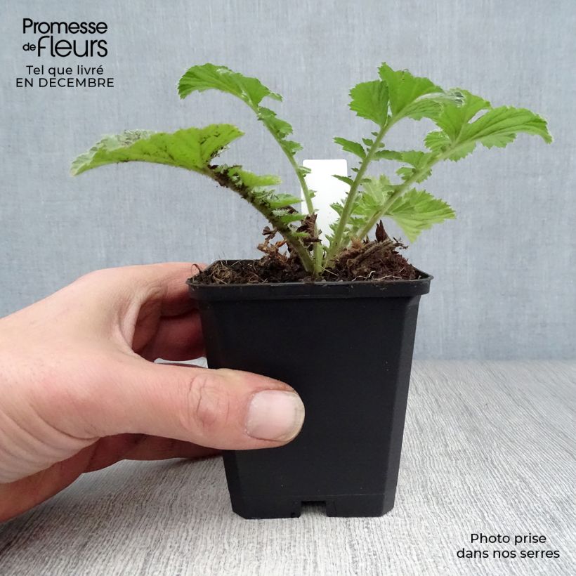 Exemplar von Geum Totally Tangerine - Nelkenwurz Kleine Töpfe von 8/9 cm wie im Winter geliefert