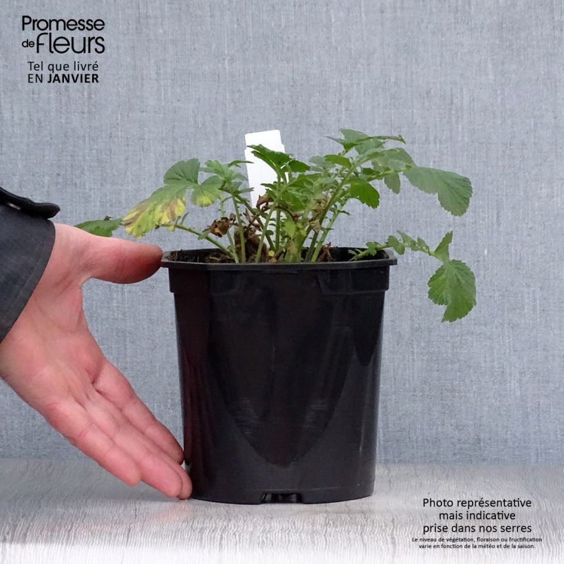 Exemplar von Geum Totally Tangerine - Nelkenwurz Topf mit 1L/1,5L wie im Winter geliefert