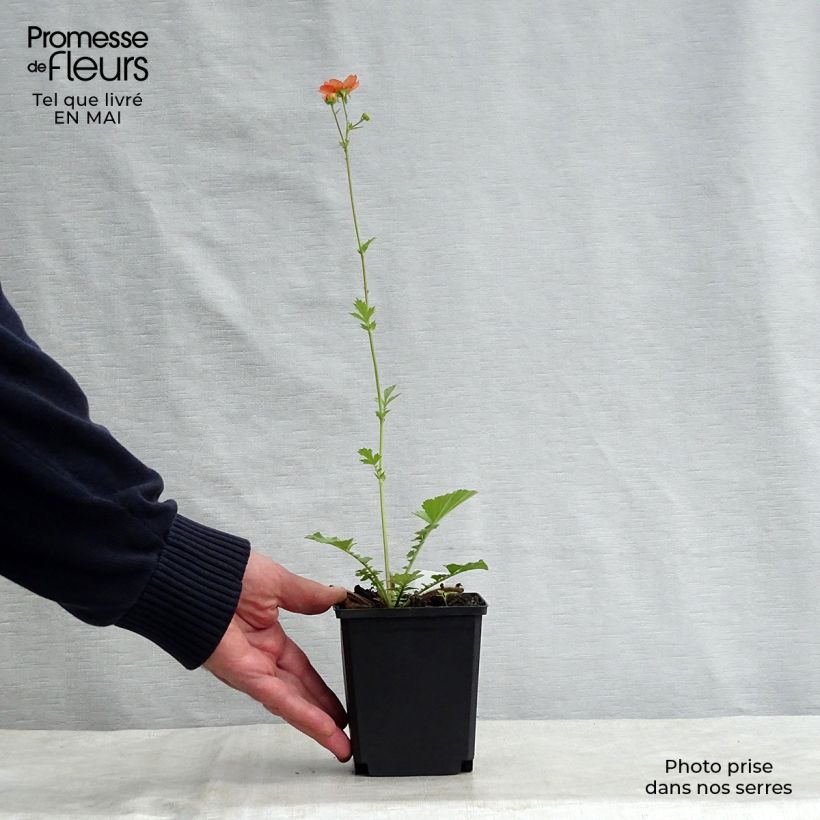 Exemplar von Geum Totally Tangerine - Nelkenwurz Kleine Töpfe von 8/9 cm wie im Frühjahr geliefert