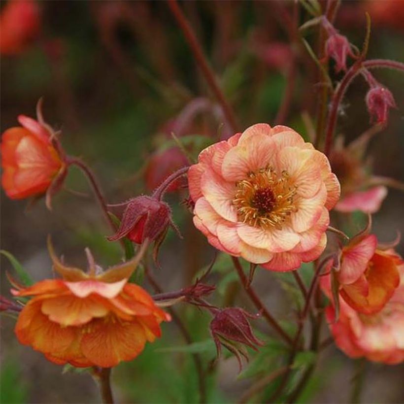 Geum coccineum Cocktail Wet Kiss - Scharlachrote Nelkenwurz (Flowering)