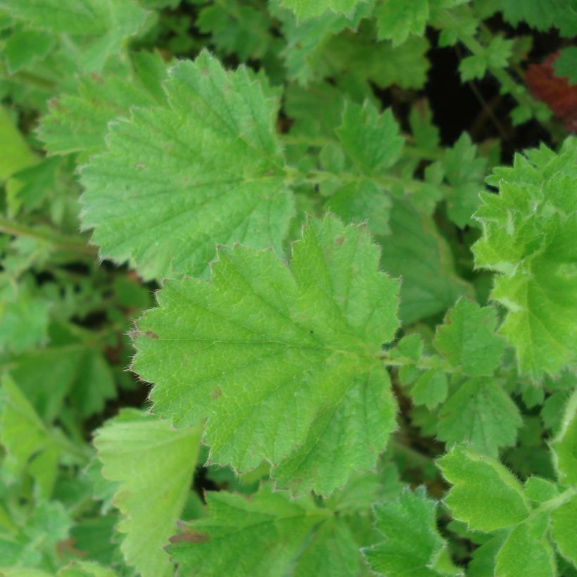 Geum chiloense Lady Stratheden - Chilenische Nelkenwurz (Foliage)