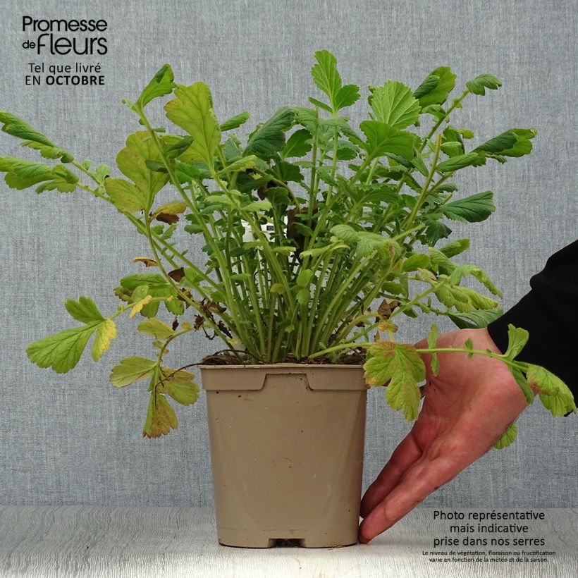 Example of Geum chiloense Lady Stratheden - Chilenische Nelkenwurz Topf mit 2L/3L as you get in automne