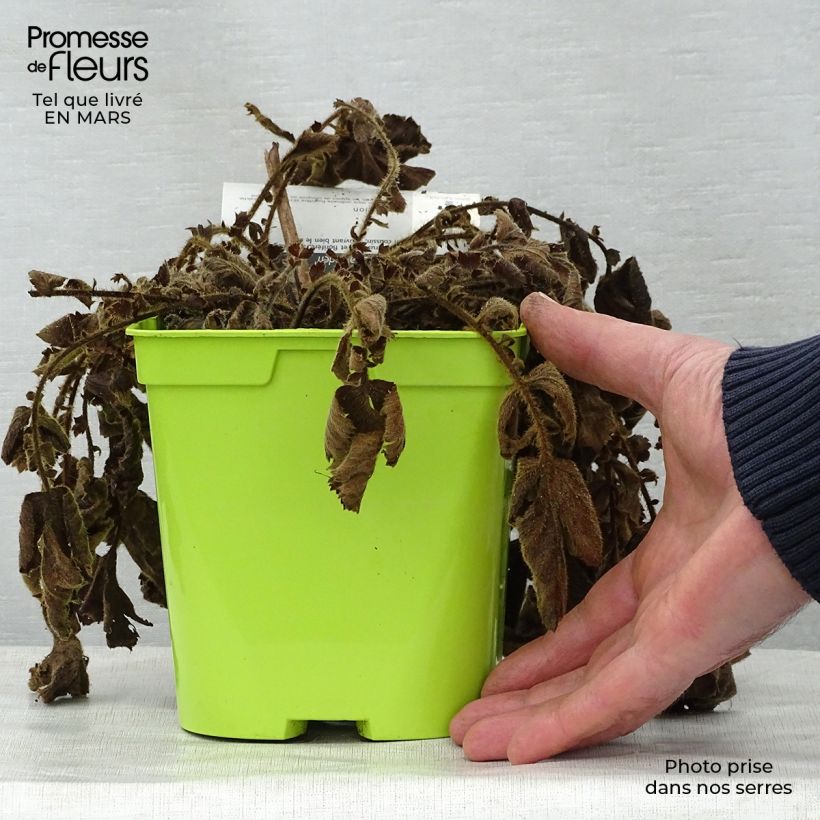 Exemplar von Geum chiloense Lady Stratheden - Chilenische Nelkenwurz Topf mit 2L/3L wie im Frühjahr geliefert