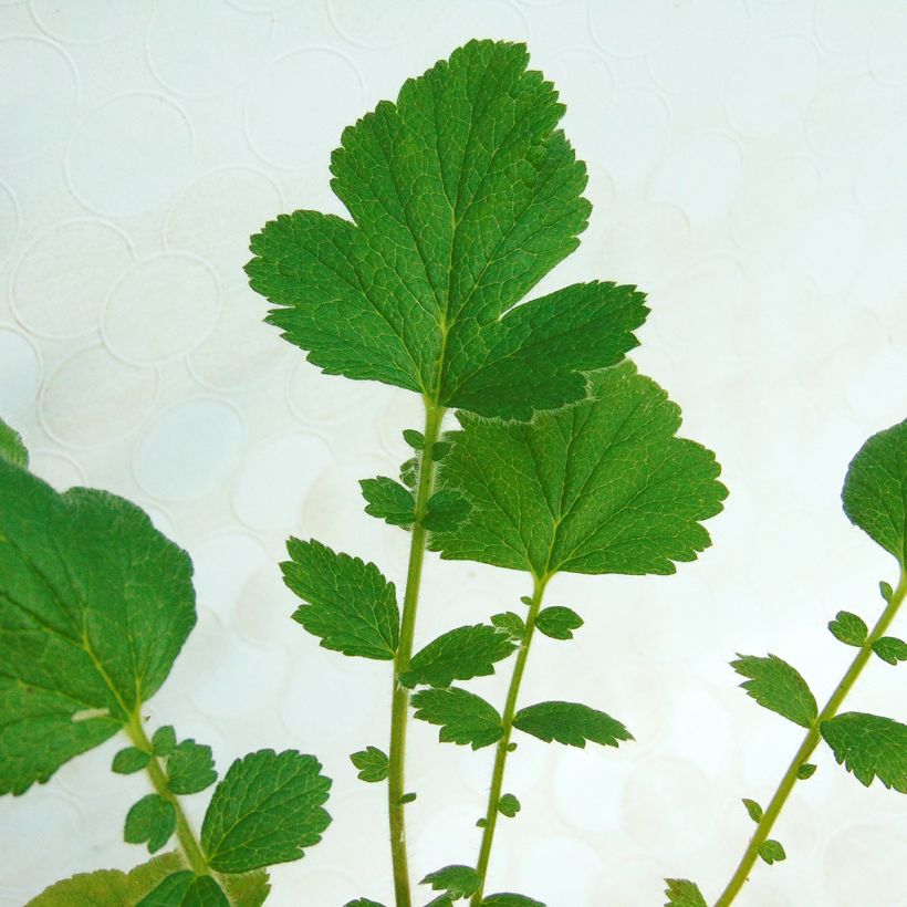 Geum chiloense Mrs Bradshaw - Chilenische Nelkenwurz (Foliage)