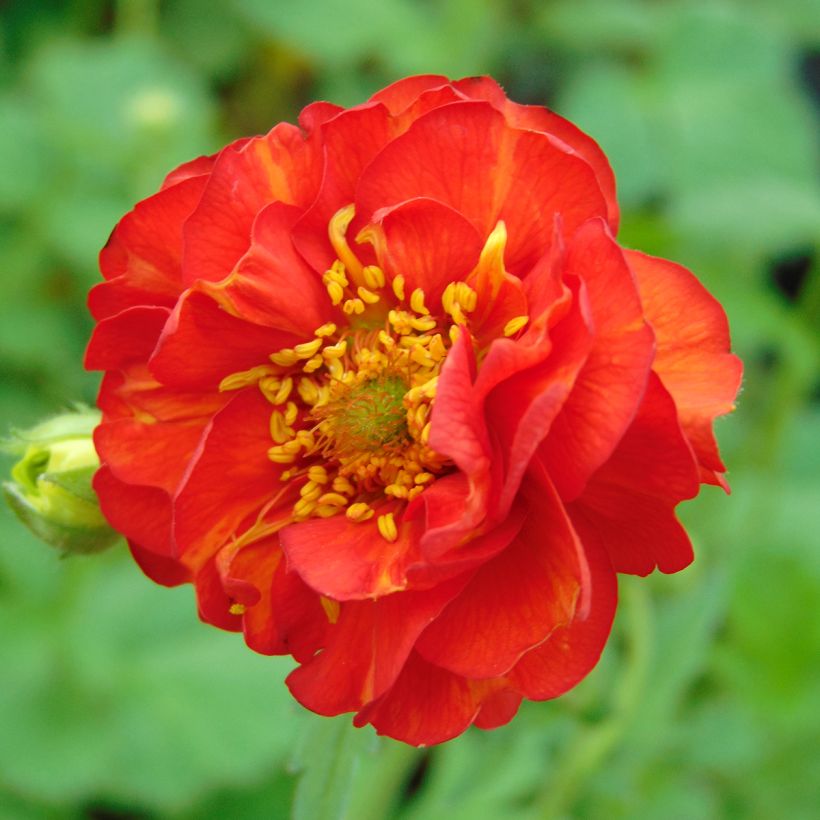 Geum chiloense Mrs Bradshaw - Chilenische Nelkenwurz (Flowering)