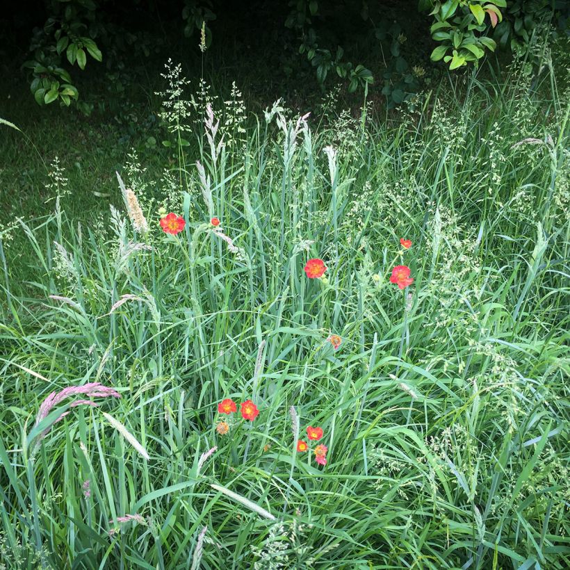 Geum chiloense Mrs Bradshaw - Chilenische Nelkenwurz (Plant habit)