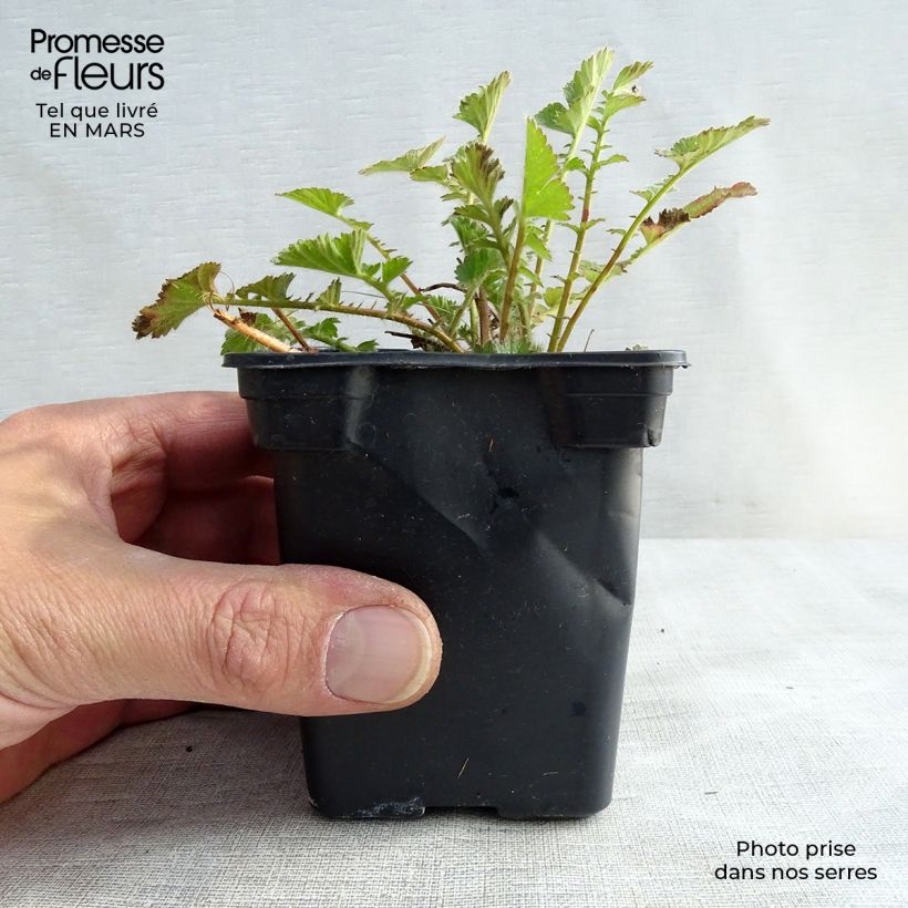 Exemplar von Geum chiloense Mrs Bradshaw - Chilenische Nelkenwurz Kleine Töpfe von 7/8 cm wie im Winter geliefert